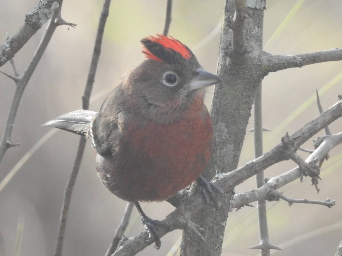 Red-crested Finch - ML600078801