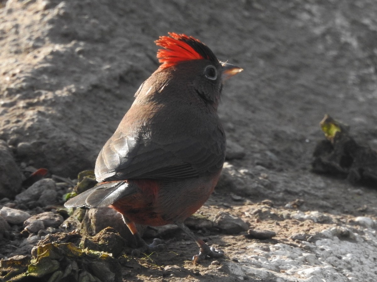 Red-crested Finch - ML600078811