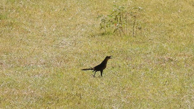 Great-tailed Grackle - ML600083381