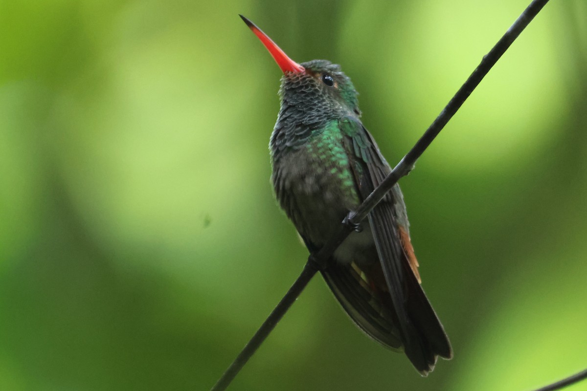 Rufous-tailed Hummingbird - ML600083681