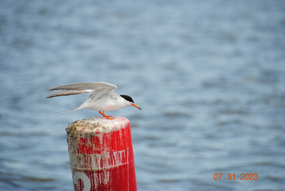 Common Tern - ML600083711