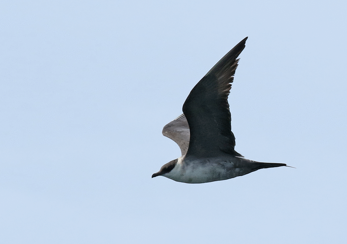 Long-tailed Jaeger - Dave Bakewell