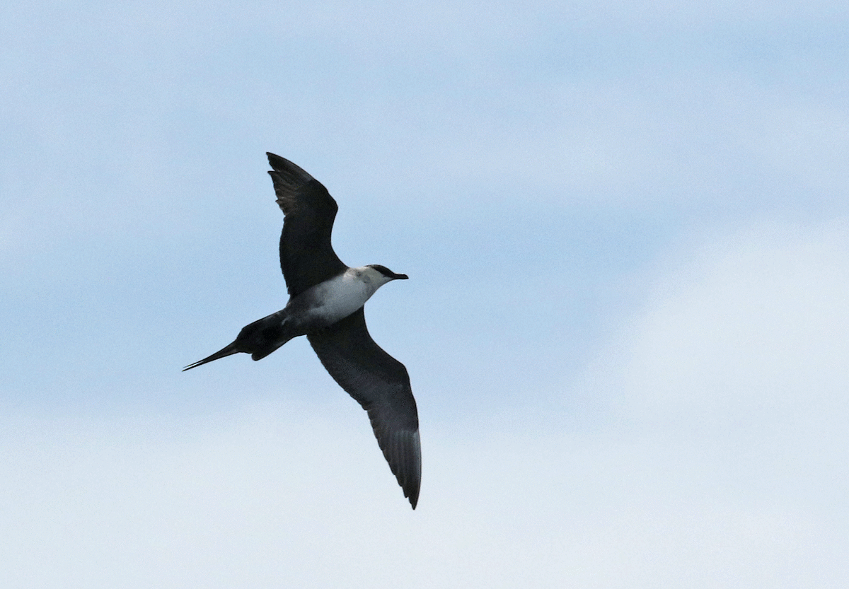 Long-tailed Jaeger - ML60008411