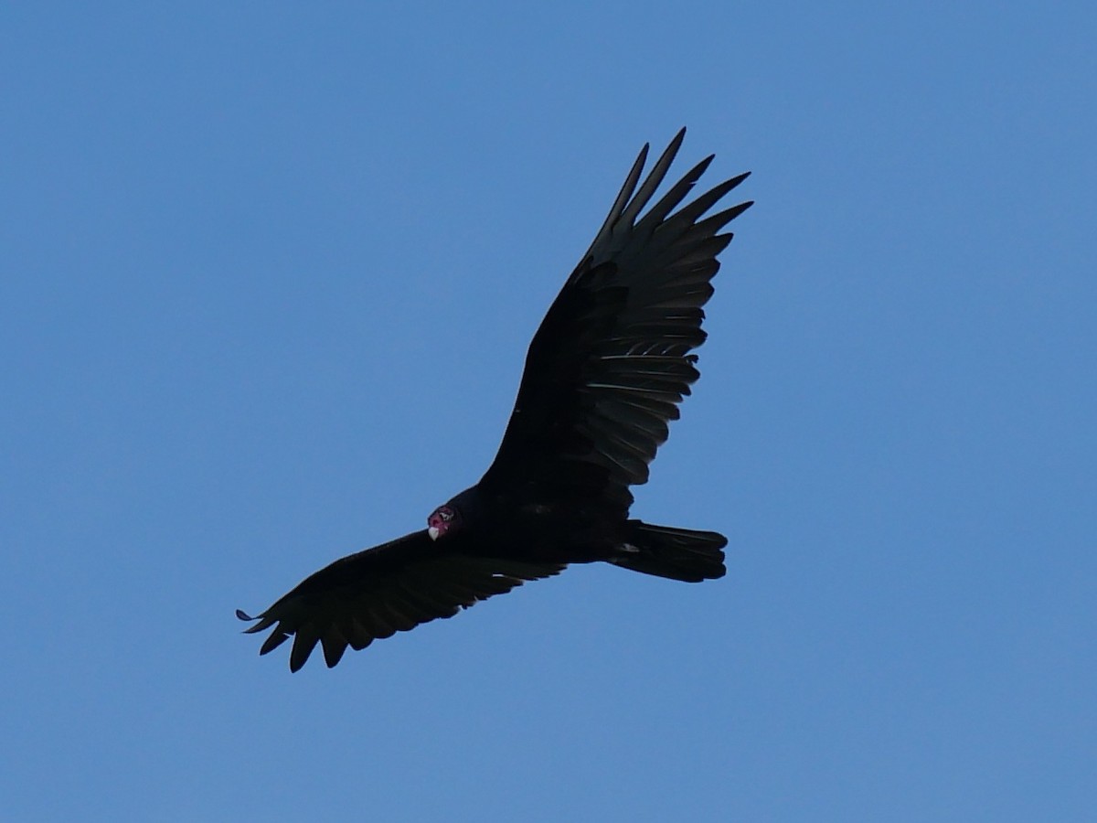 Turkey Vulture - ML600085361