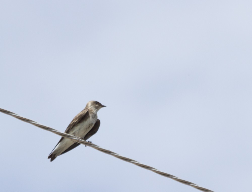 Southern Rough-winged Swallow - ML600086301
