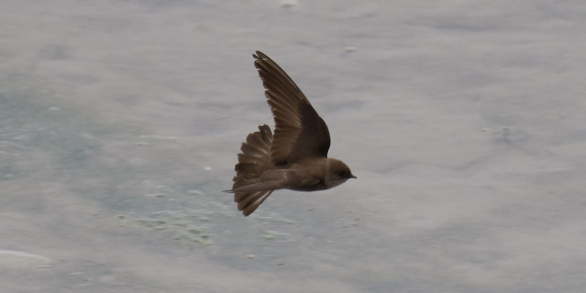 Northern Rough-winged Swallow - ML600088311