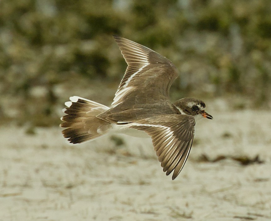 Semipalmated Plover - ML600089181
