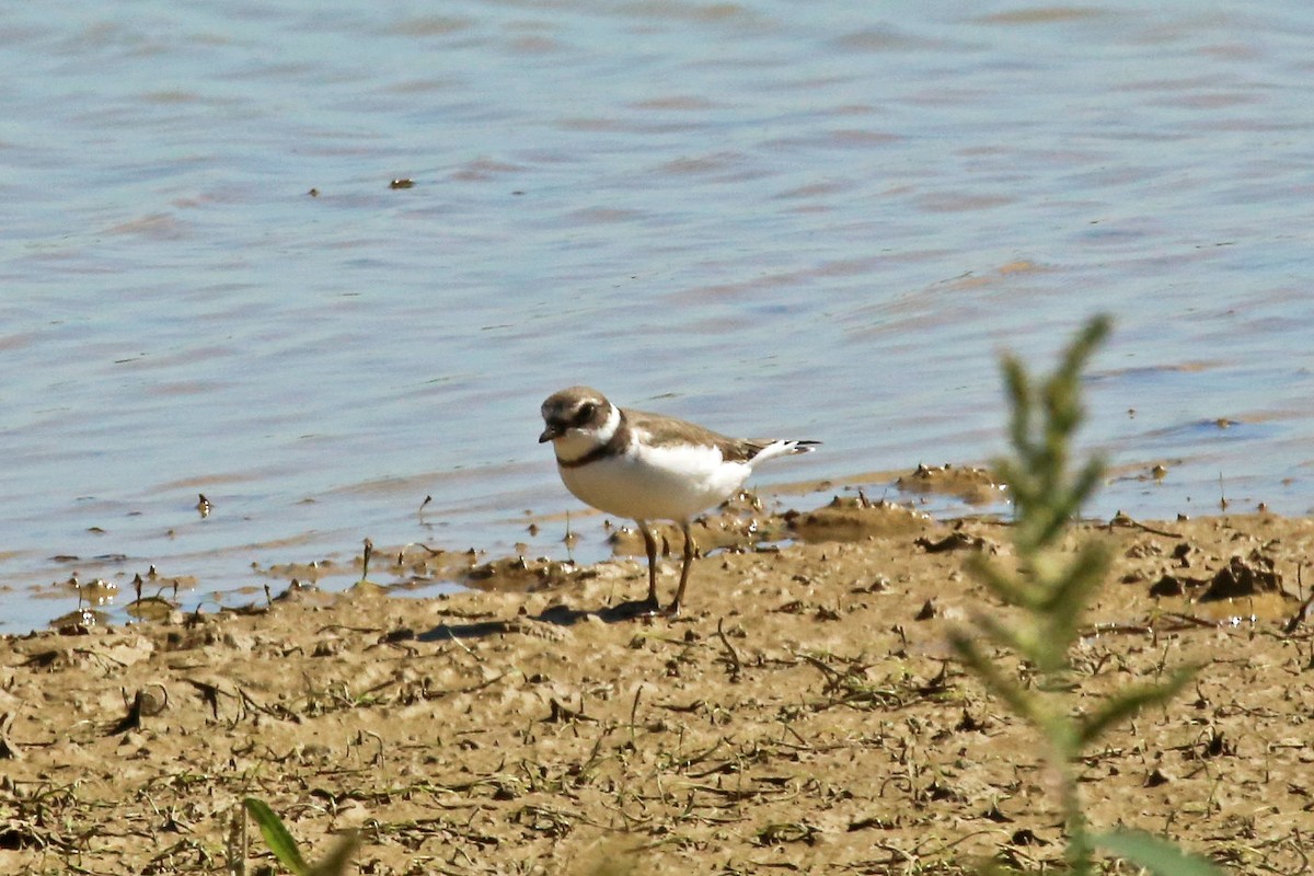 Semipalmated Plover - ML60009121