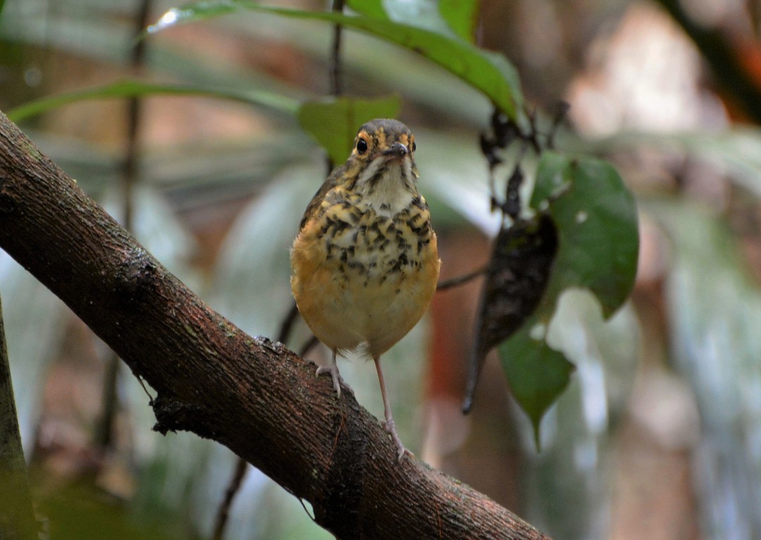 Spotted Antpitta - ML600091831
