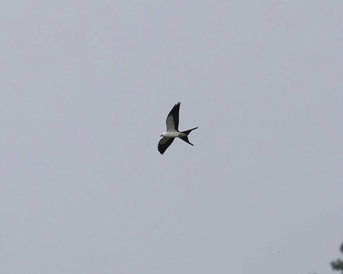 Swallow-tailed Kite - ML600093061