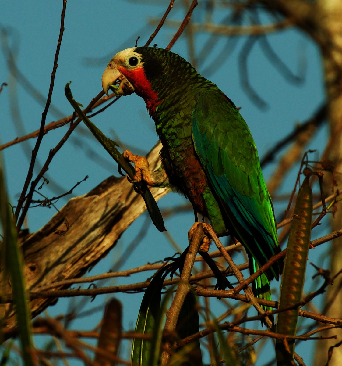 Cuban Parrot - David Ascanio