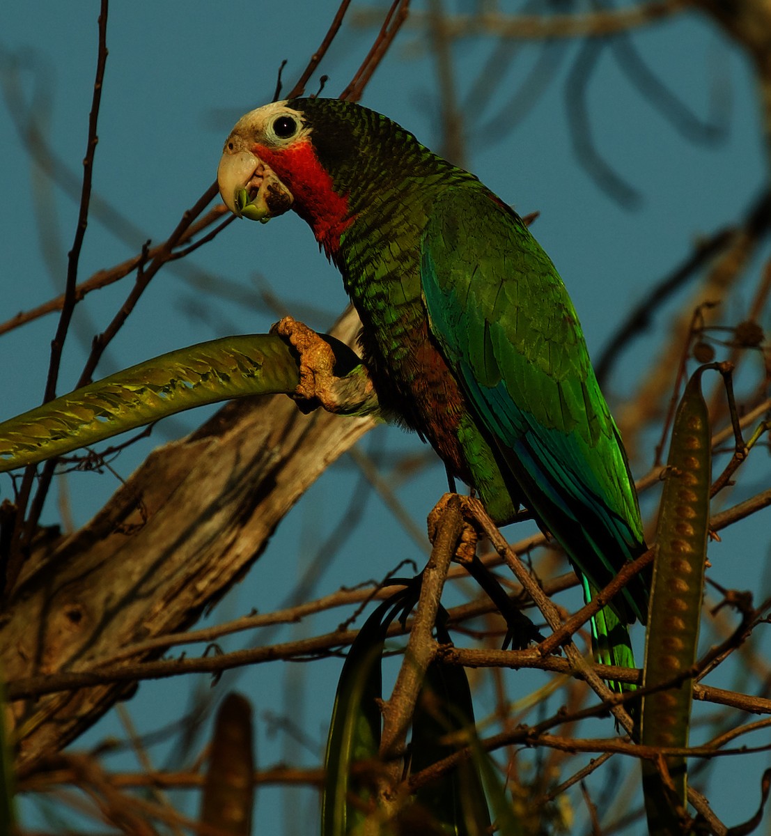 Cuban Parrot - ML600094771