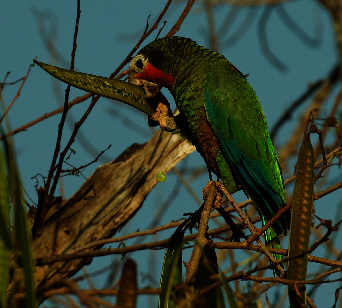 Cuban Parrot - David Ascanio