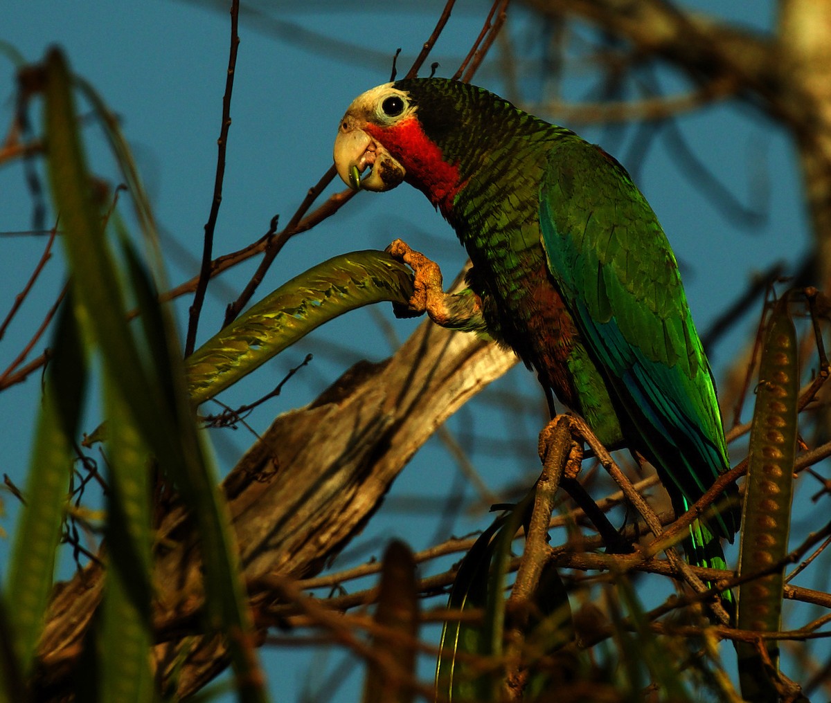 Cuban Parrot - ML600094811