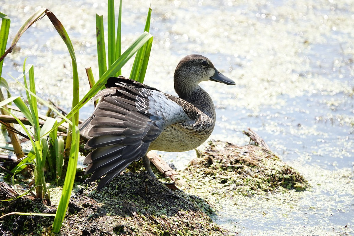 Blue-winged Teal - ML600104191