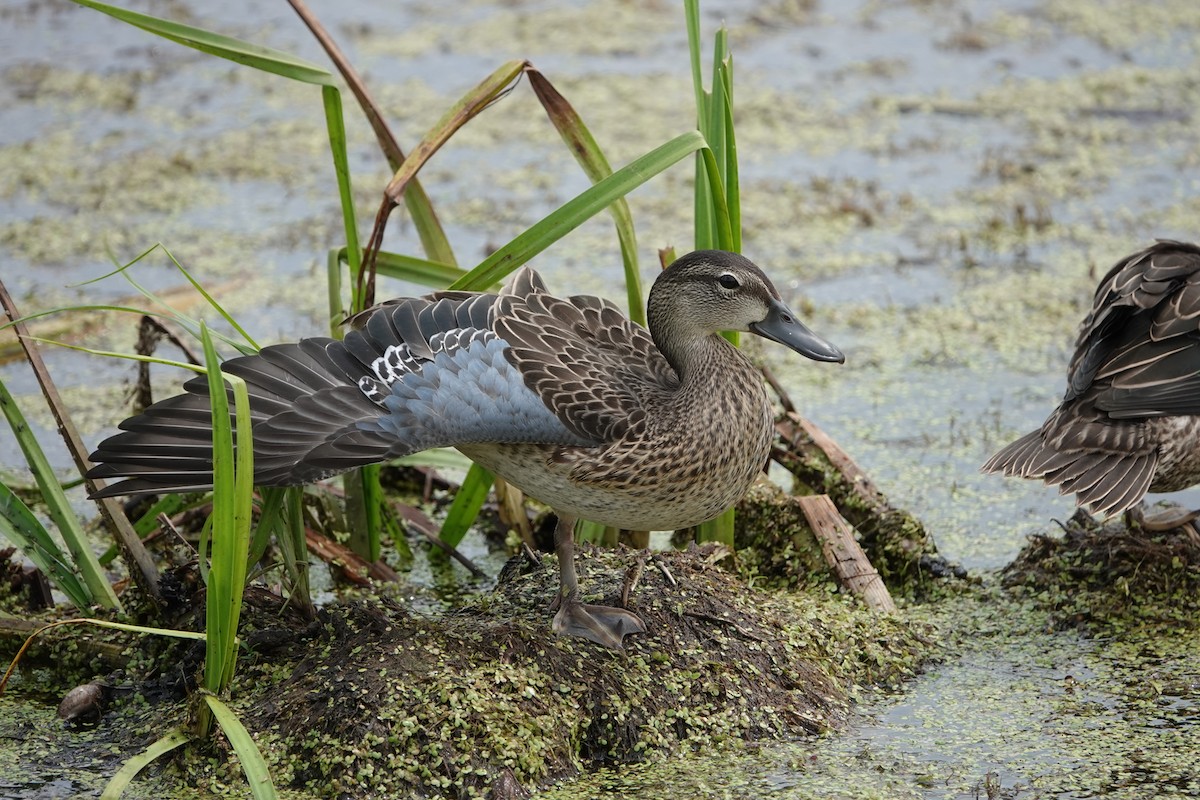 Blue-winged Teal - ML600104211