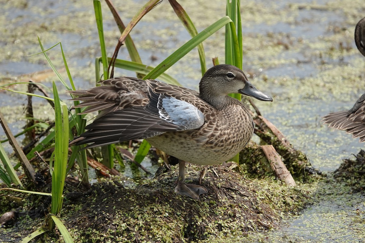 Blue-winged Teal - ML600104231