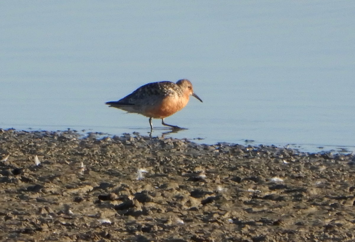 Red Knot - ML600105201