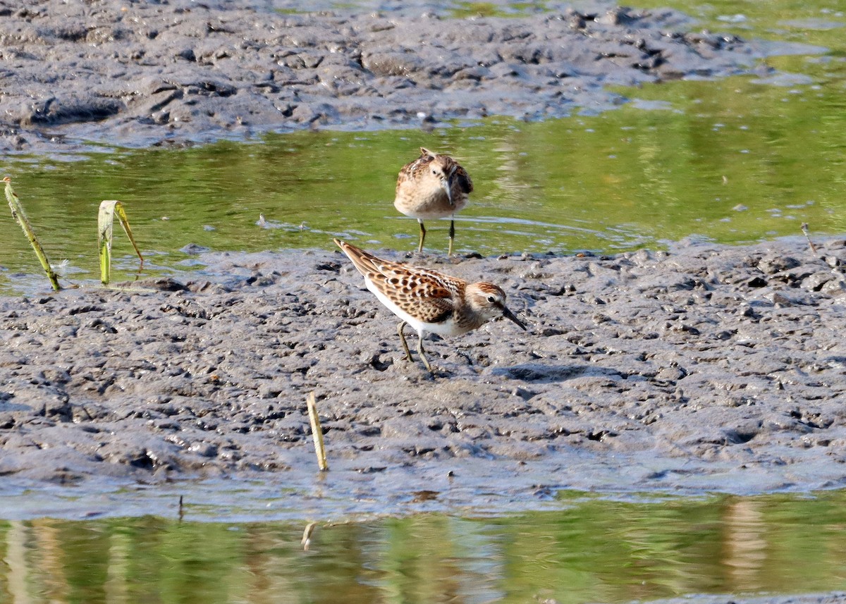 Ebird Checklist Aug Erie Marsh Preserve Gun Club No Access