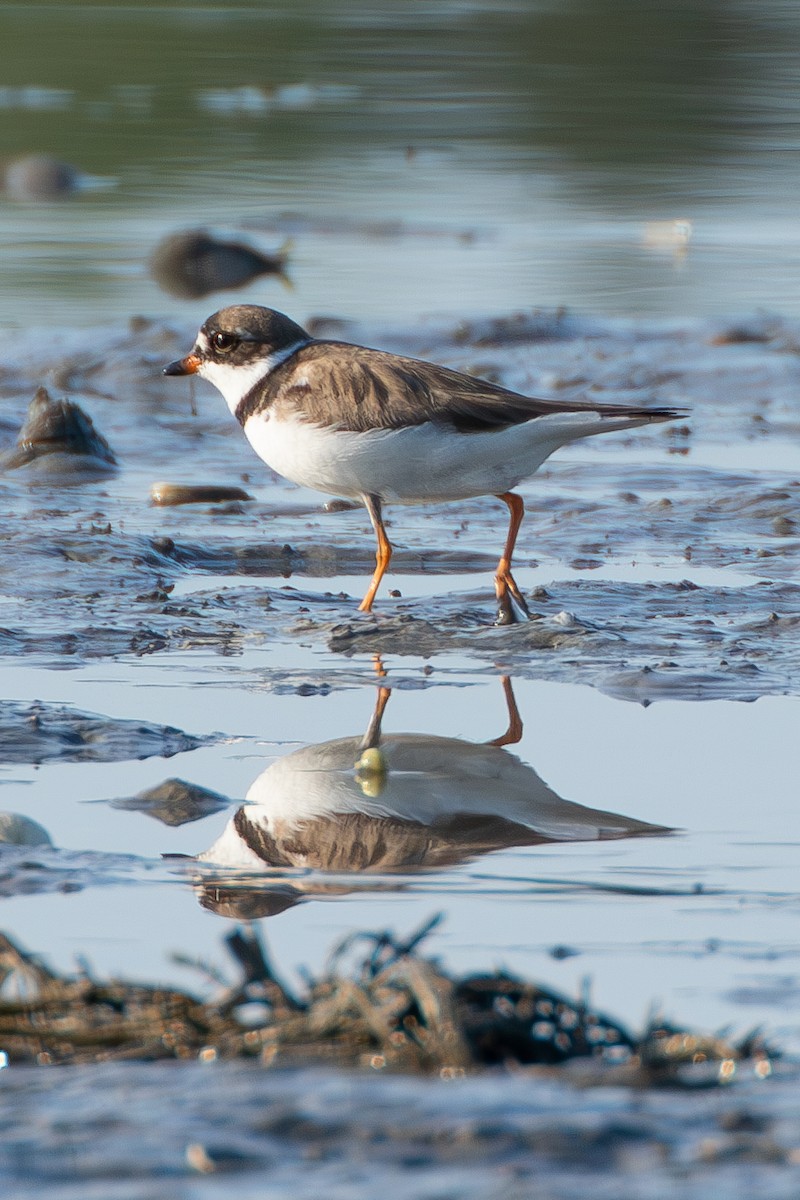 Semipalmated Plover - ML600110421