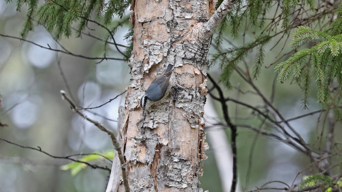 Red-breasted Nuthatch - ML60011211