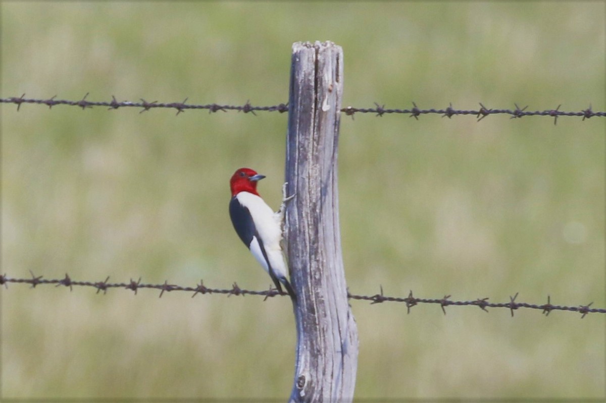 Red-headed Woodpecker - ML60011281