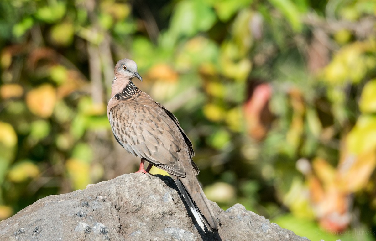 Spotted Dove - ML60011341