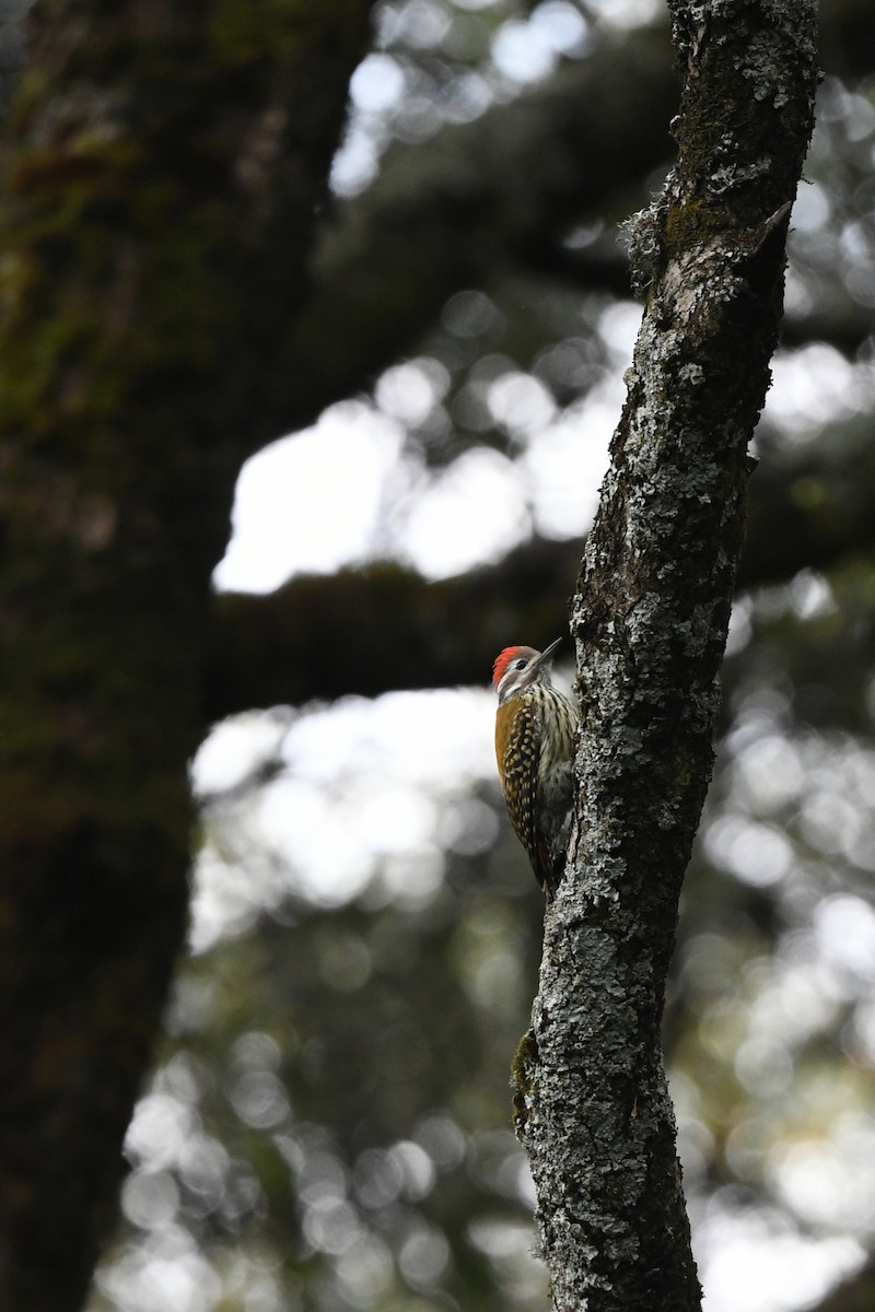 Abyssinian Woodpecker - ML600117941