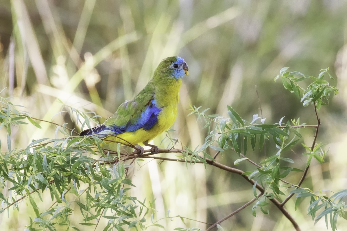 Turquoise Parrot - Peter Taylor