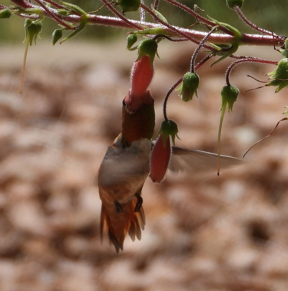 Allen's Hummingbird - ML600119811