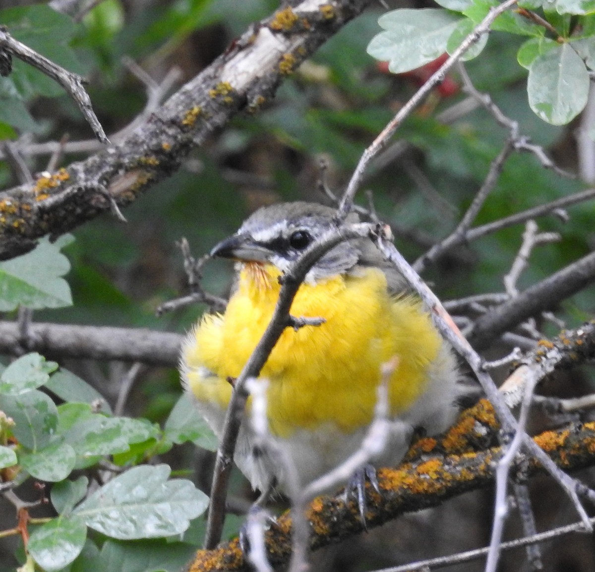 Yellow-breasted Chat - ML600121211