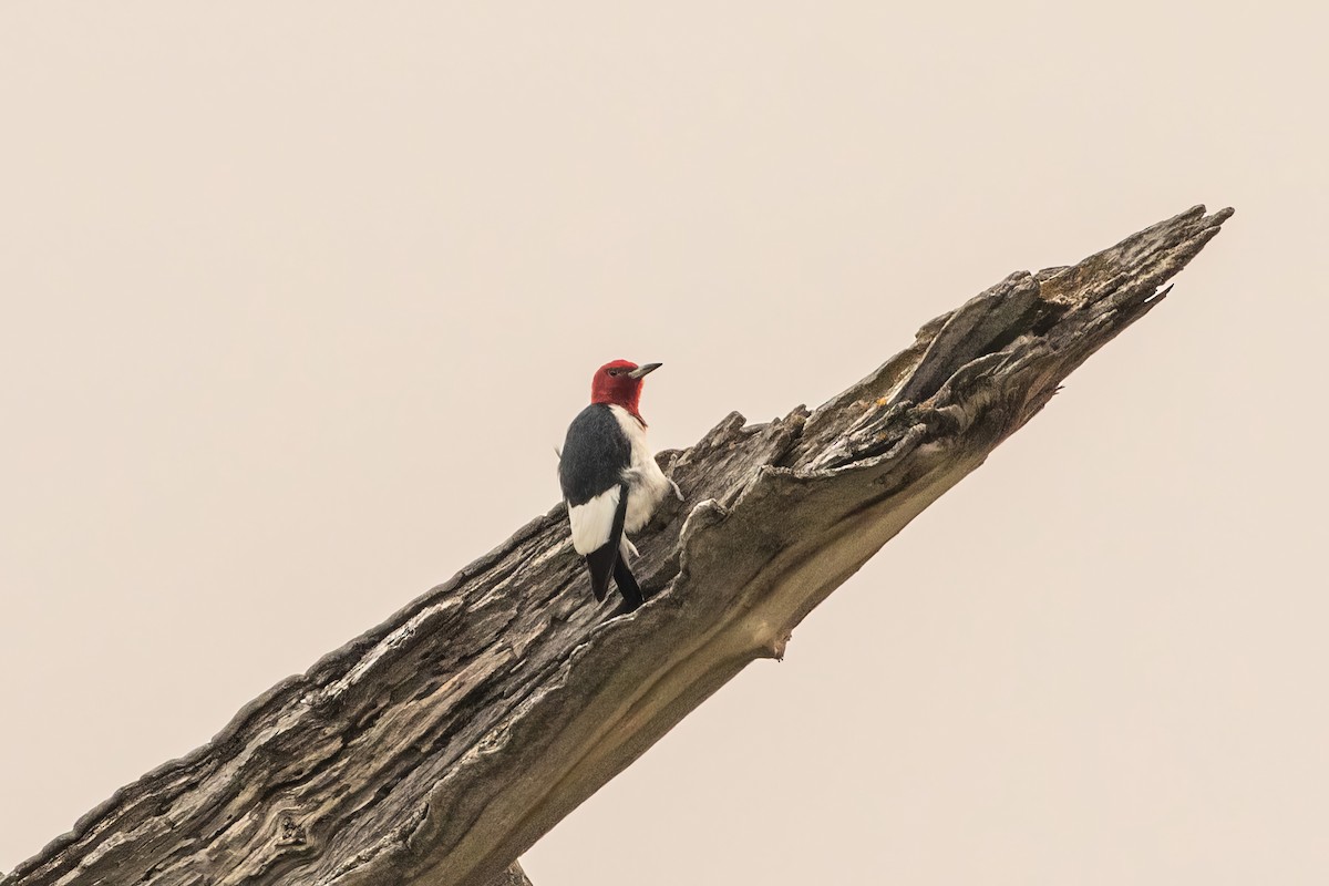 Red-headed Woodpecker - ML600121781