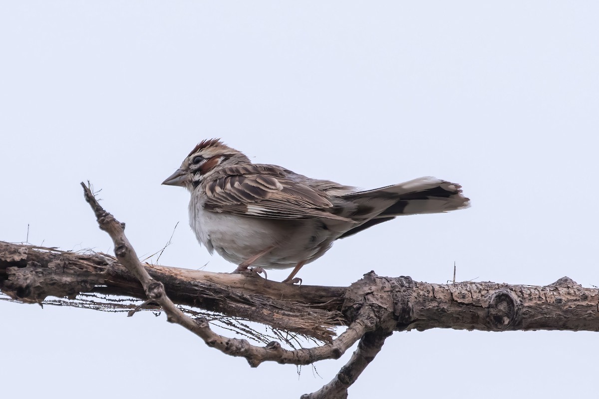 Lark Sparrow - ML600121941