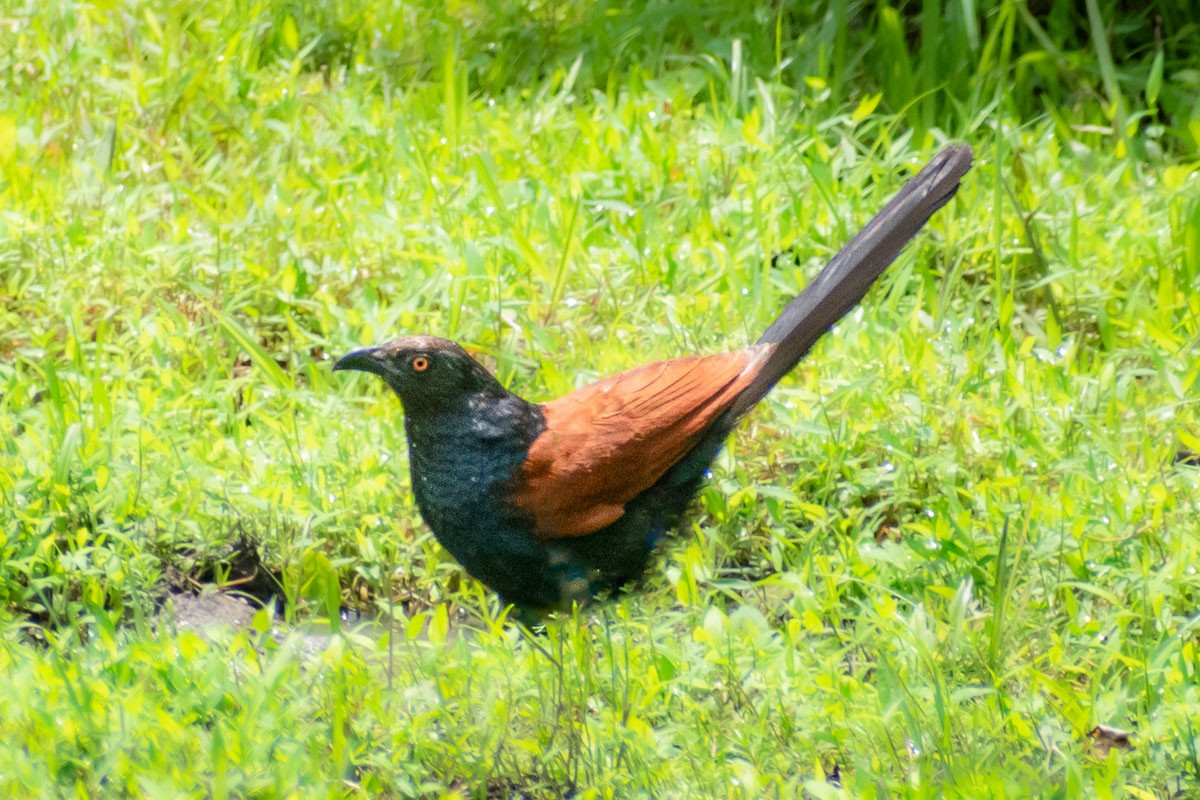 Greater Coucal - ML600124051