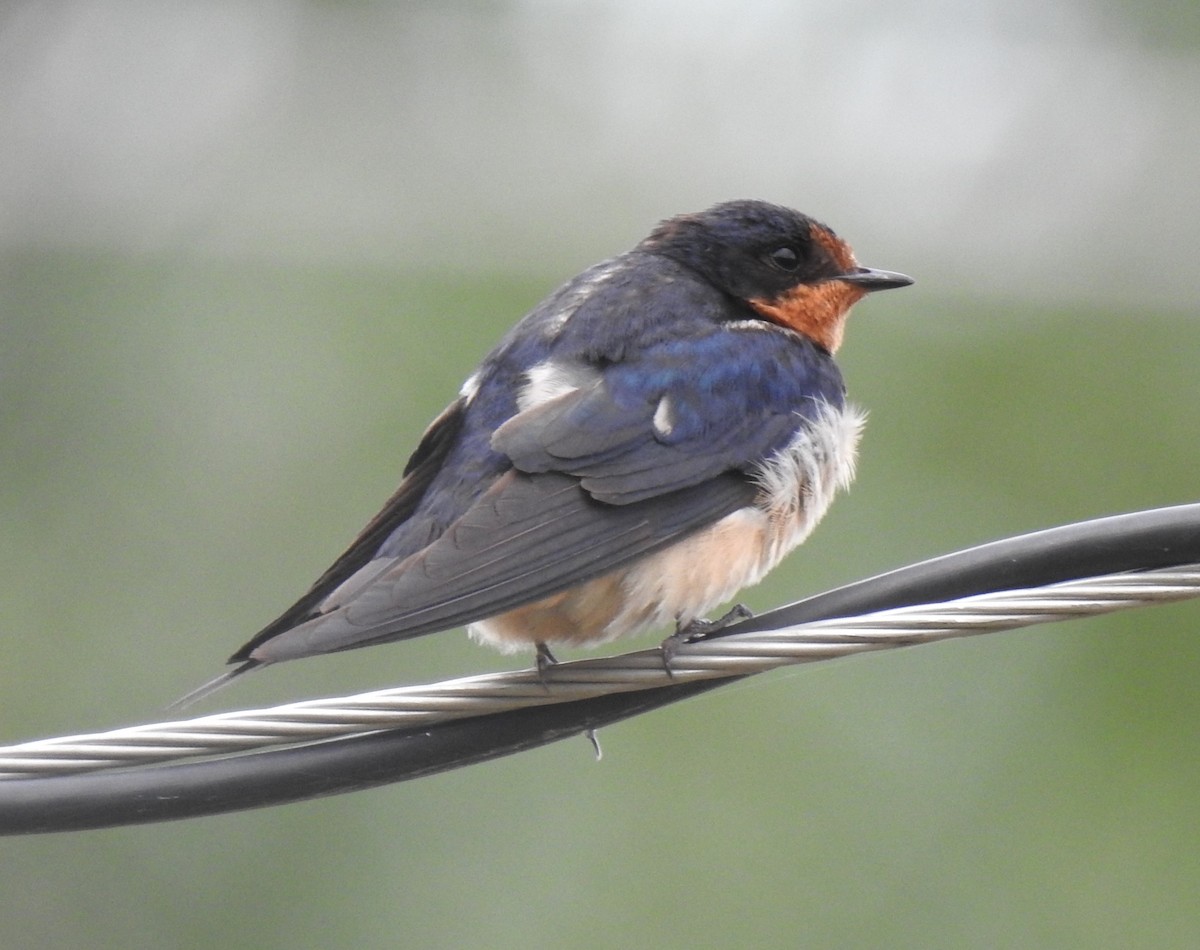 Barn Swallow - ML600124151