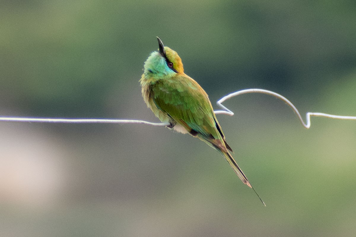 Asian Green Bee-eater - ML600124251
