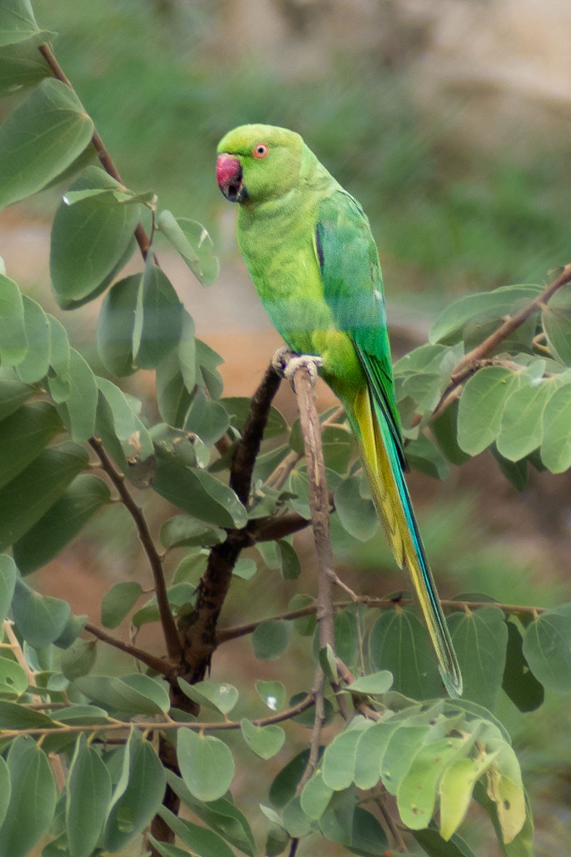 Yeşil Papağan - ML600124321