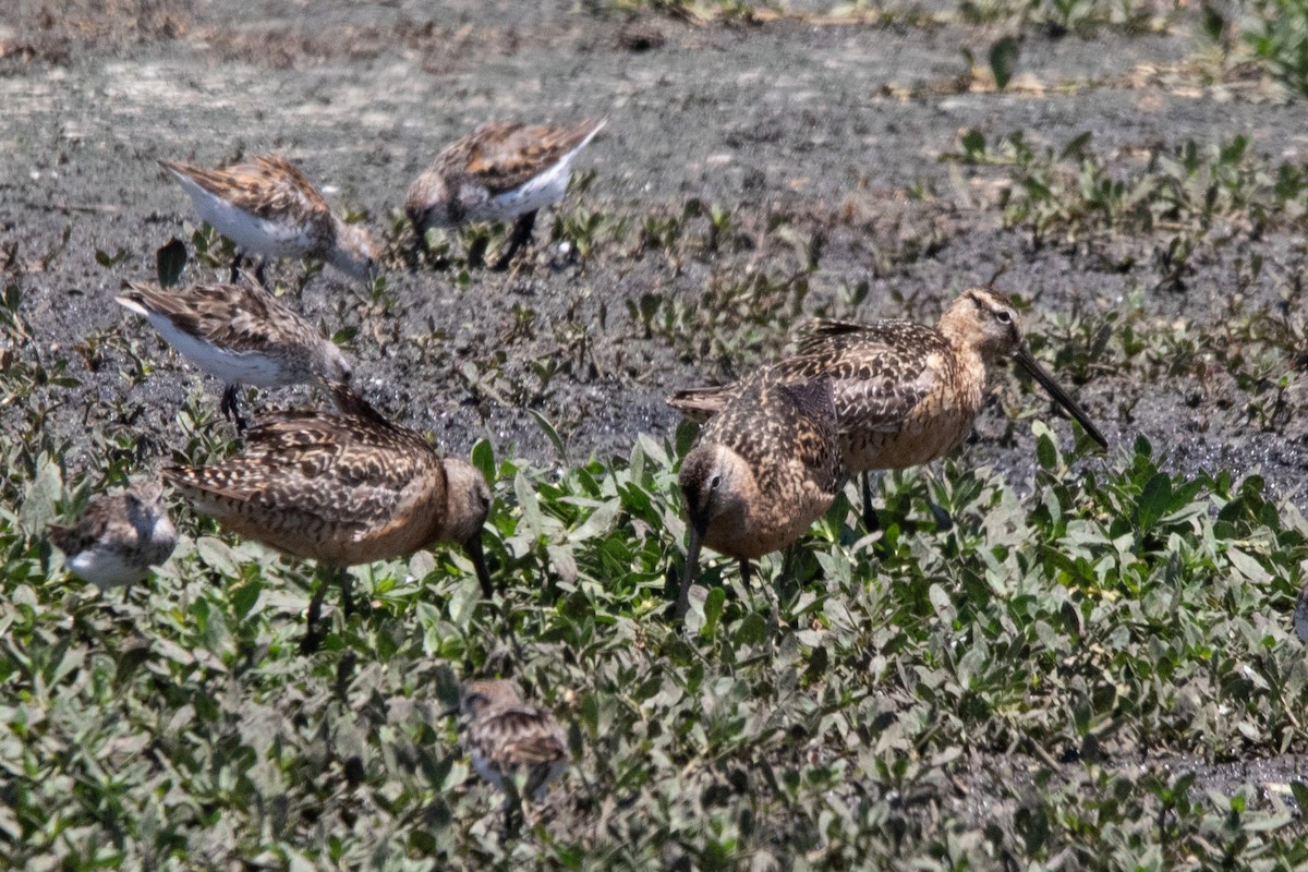 Long-billed Dowitcher - ML600126091