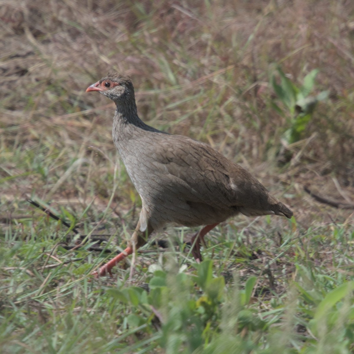 Red-necked Spurfowl - ML600129751