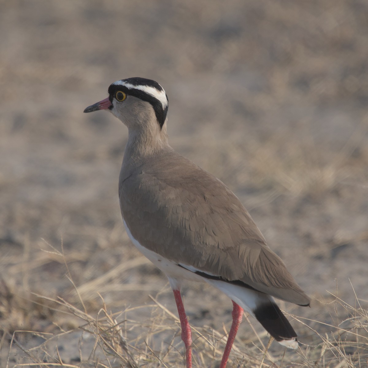 Crowned Lapwing - ML600129861