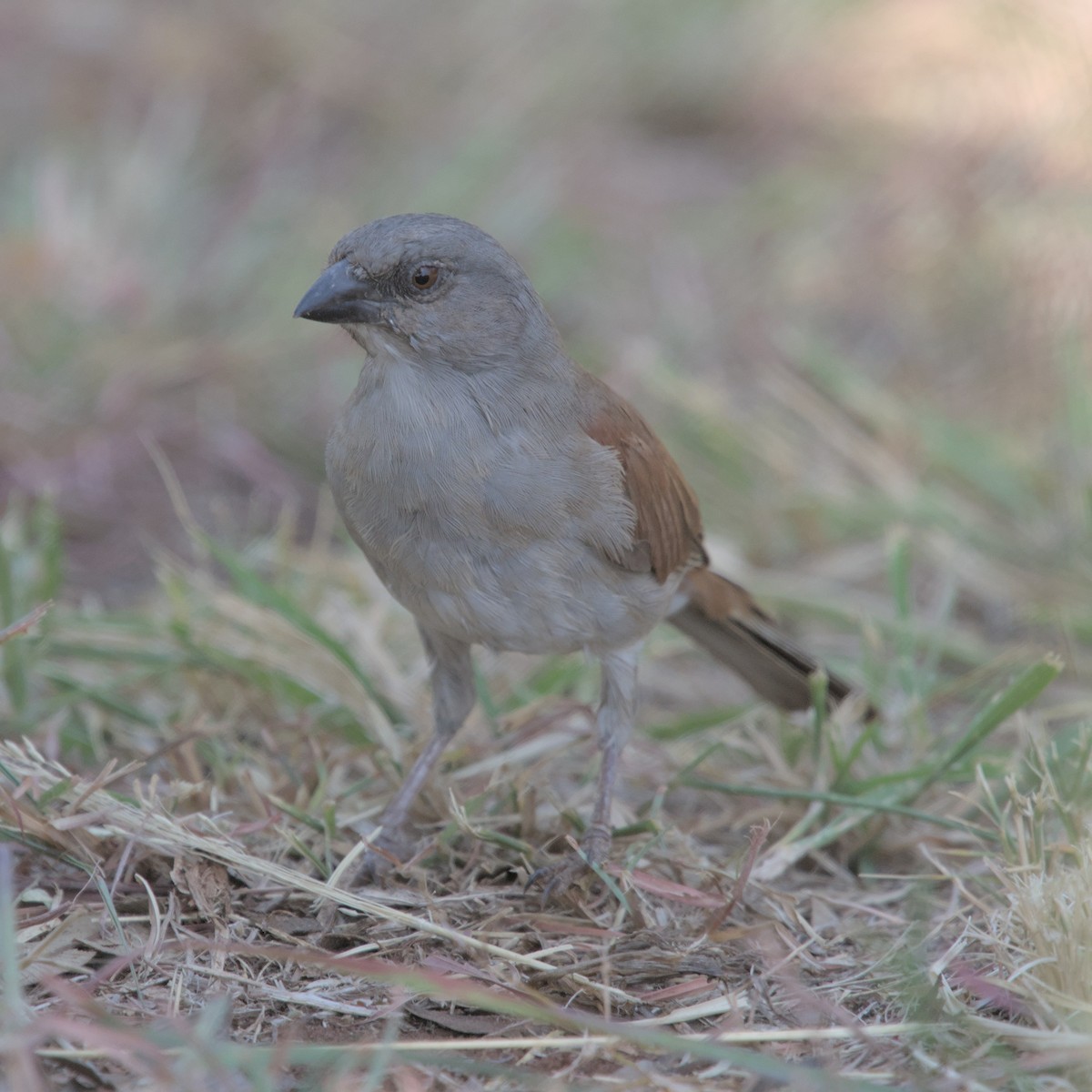 Northern Gray-headed Sparrow - Manuel Morales