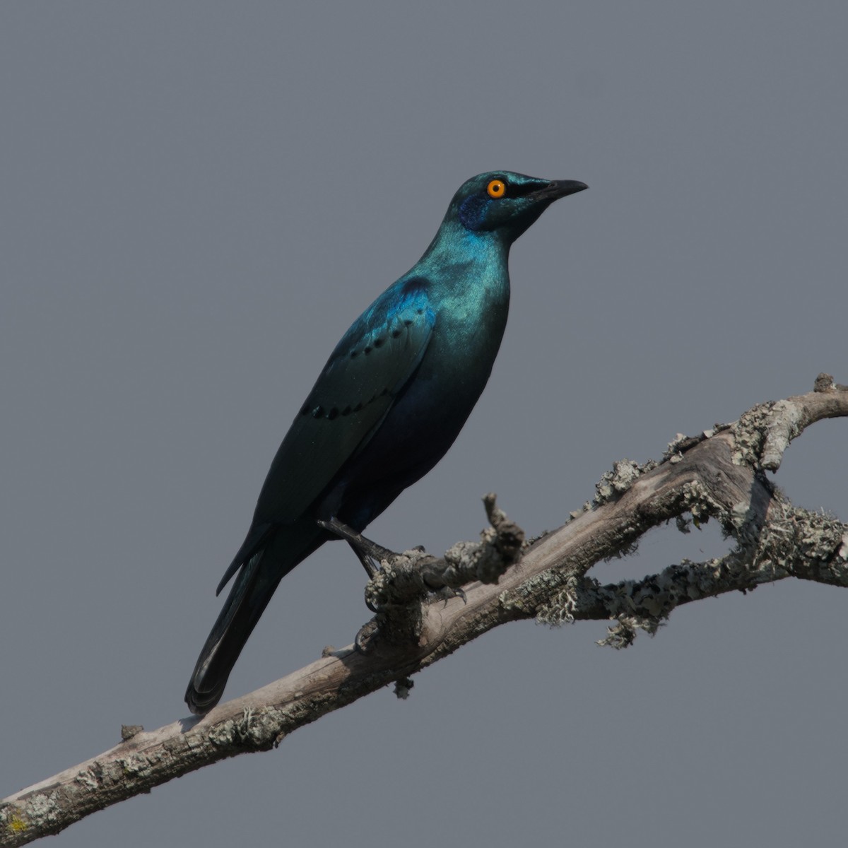 Greater Blue-eared Starling - Manuel Morales