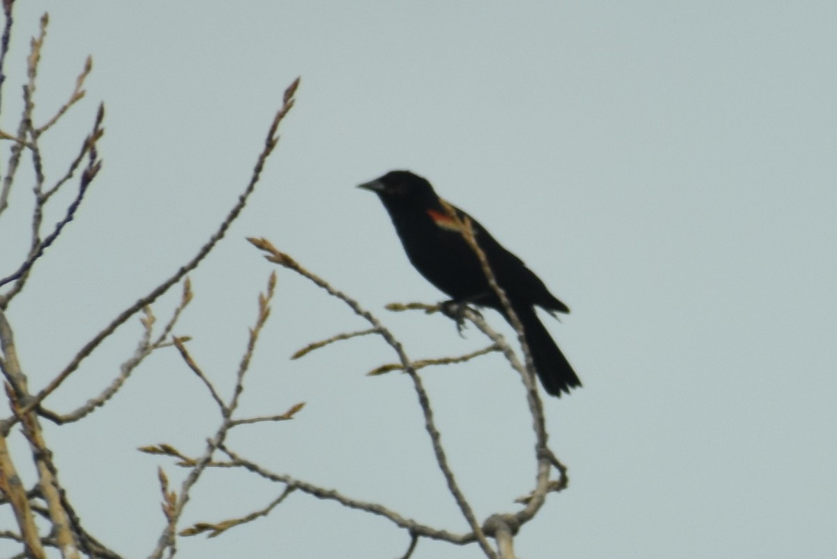 Red-winged Blackbird - ML600132581
