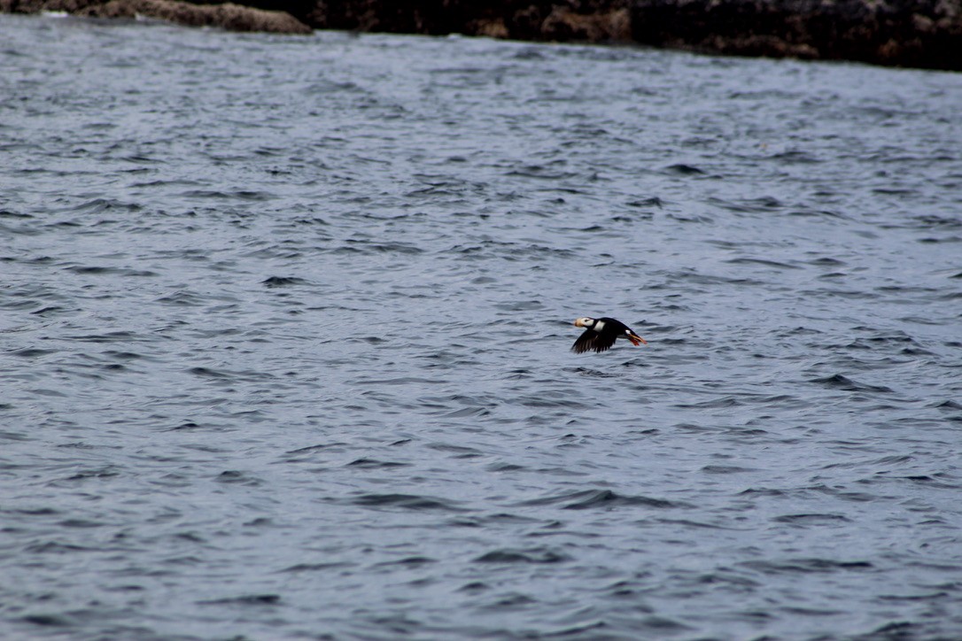 Horned Puffin - ML600136091