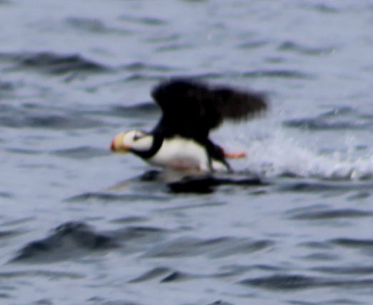 Horned Puffin - ML600136121