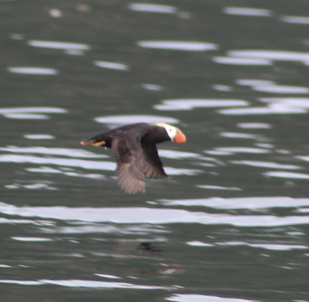 Tufted Puffin - JACOB STASSO