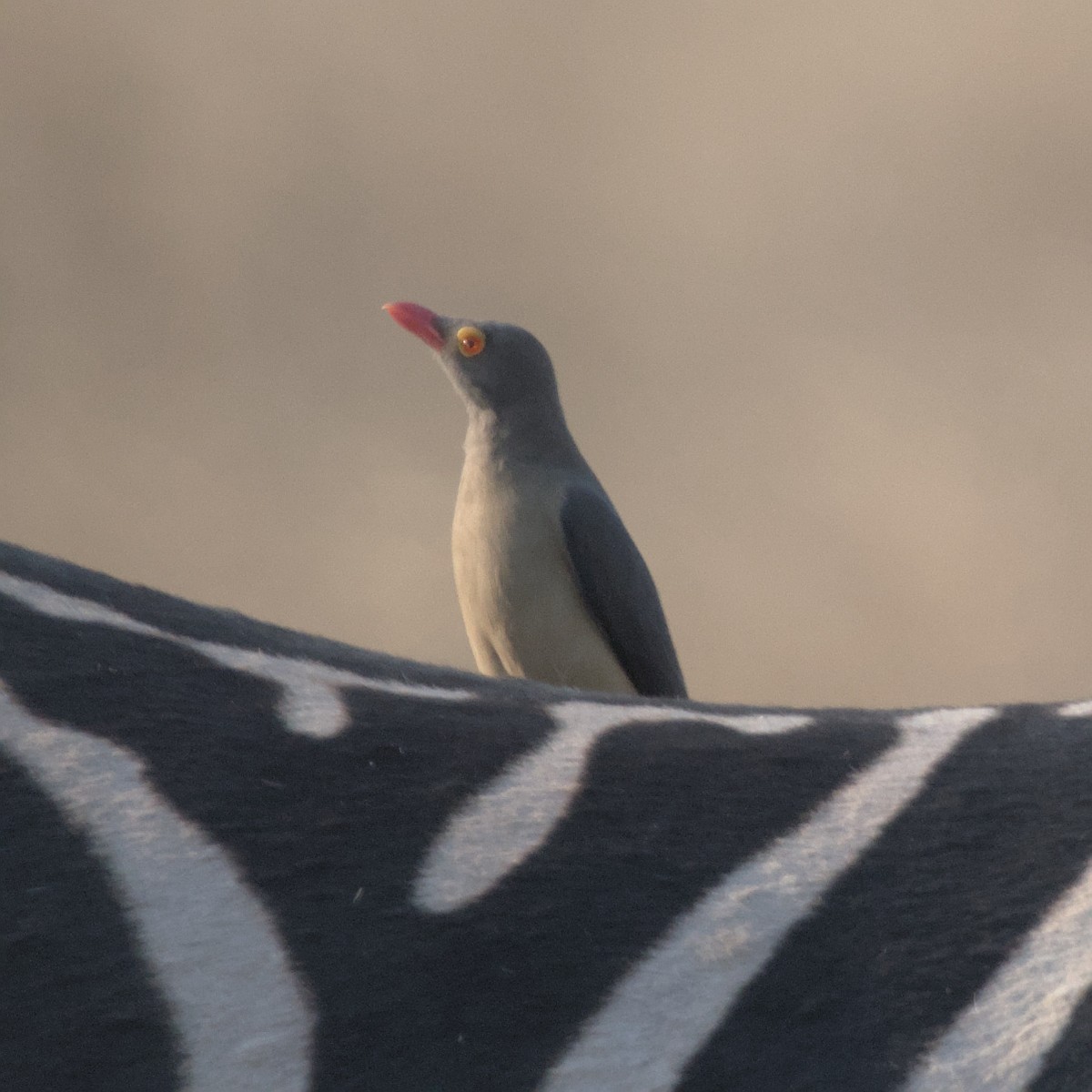 Red-billed Oxpecker - ML600138831