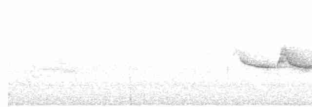 Cerulean Warbler - ML60013911