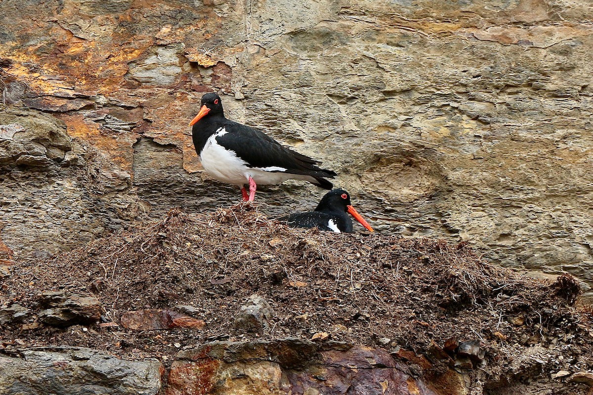Pied Oystercatcher - Pauline and Ray Priest