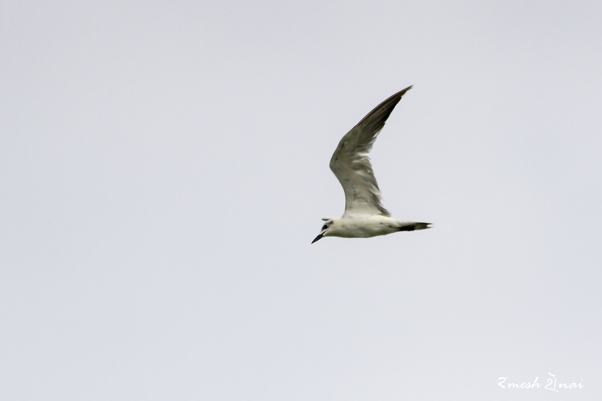 Gull-billed Tern - Ramesh Shenai